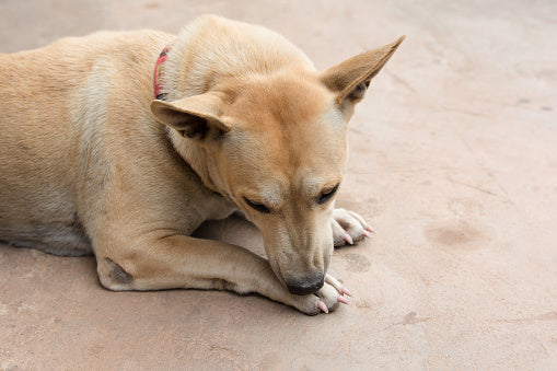 Hund leckt seine Pfoten – was kann man tun?