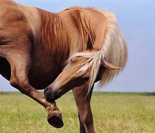 Spat beim Pferd – Symptome früh erkennen