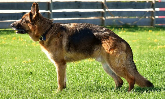 Bewegungsübungen für Hunde mit Spondylose