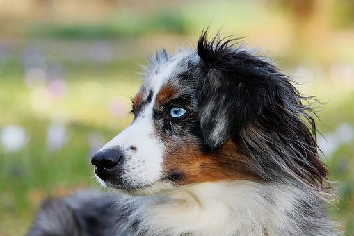 Woran erkennt man Verdauungsprobleme beim Hund?