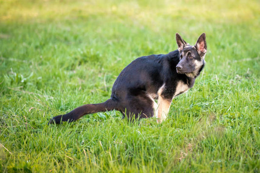 Verstopfung beim Hund: Ursachen, Symptome und Behandlungs möglichkeiten