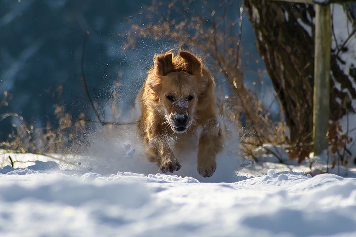 Hund im Schnee - Wie pflege ich meinen Hund im Winter? 