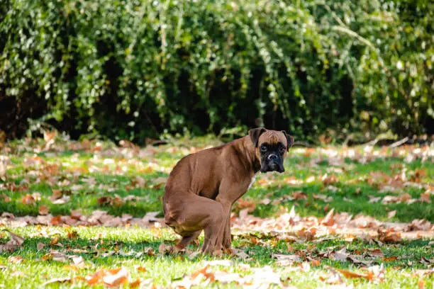 Schleimiger Hundekot so hilfst du deinem Hund