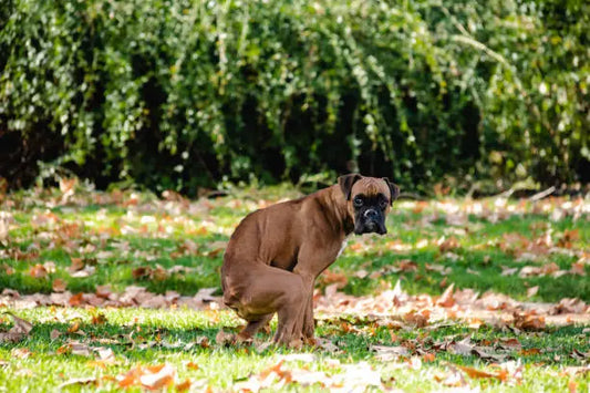 Schleimiger Hundekot so hilfst du deinem Hund