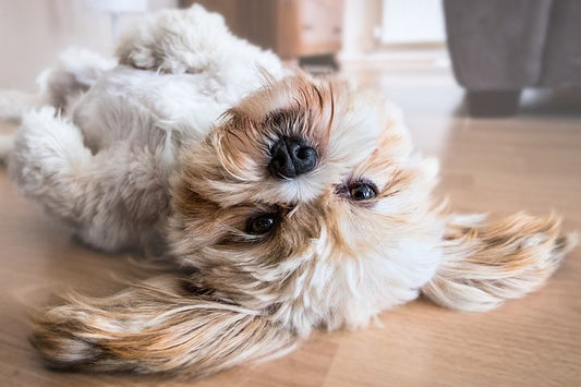 Würmer beim Hund: Erkennen, Vorbeugen und richtig handeln