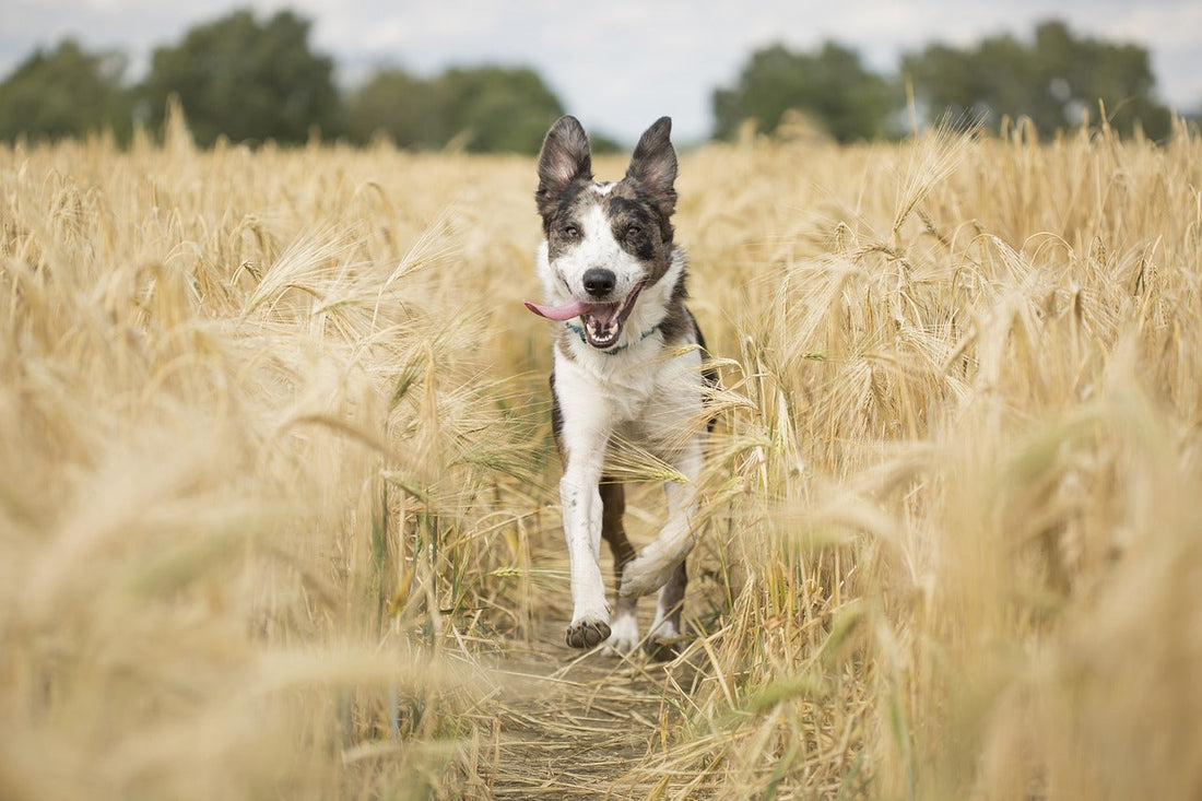 Was hilft bei Arthrose beim Hund? Tipps & natürliche Unterstützung