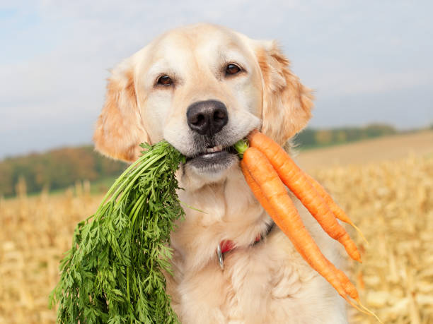Wie viele Karotten darf ein Hund pro Tag essen?