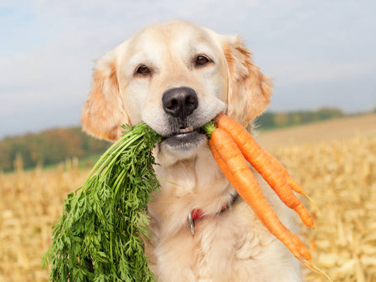 Wie viele Karotten darf ein Hund pro Tag essen?
