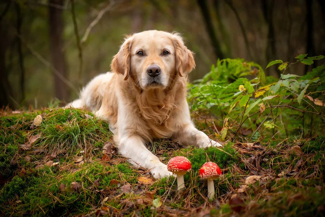 Dürfen Hunde Pilze essen?