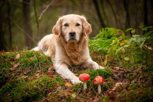 Dürfen Hunde Pilze essen?