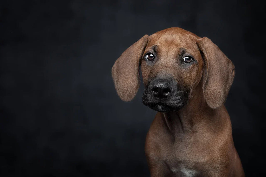 leberwerte beim hund über 1000 ist das schlimm