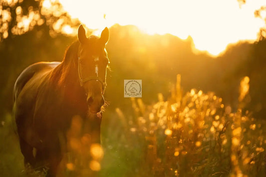 Pferd auf Koppel mit Kriebelmücken Belastung