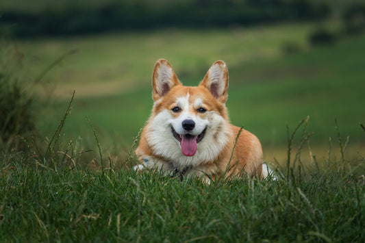 Lipome bei meinem Hund schrumpfen lassen? Was hilft?