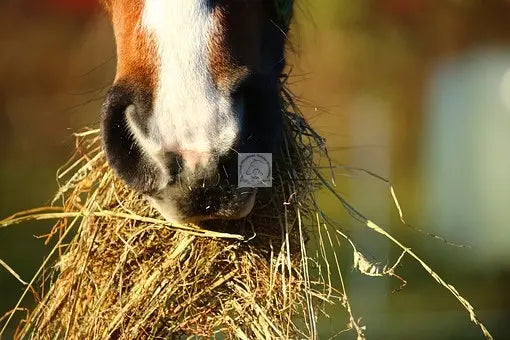 Bedarfsgerechte Fütterung Pferd
