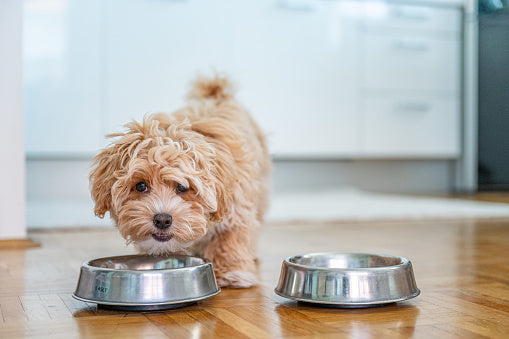 Ernährung für Hunde – gesunde & artgerechte Hundefütterung