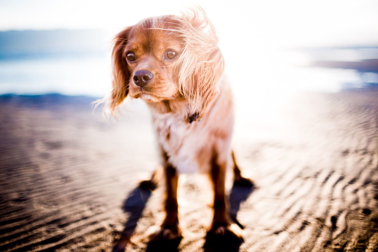Unsicherer Hund Unruhe
