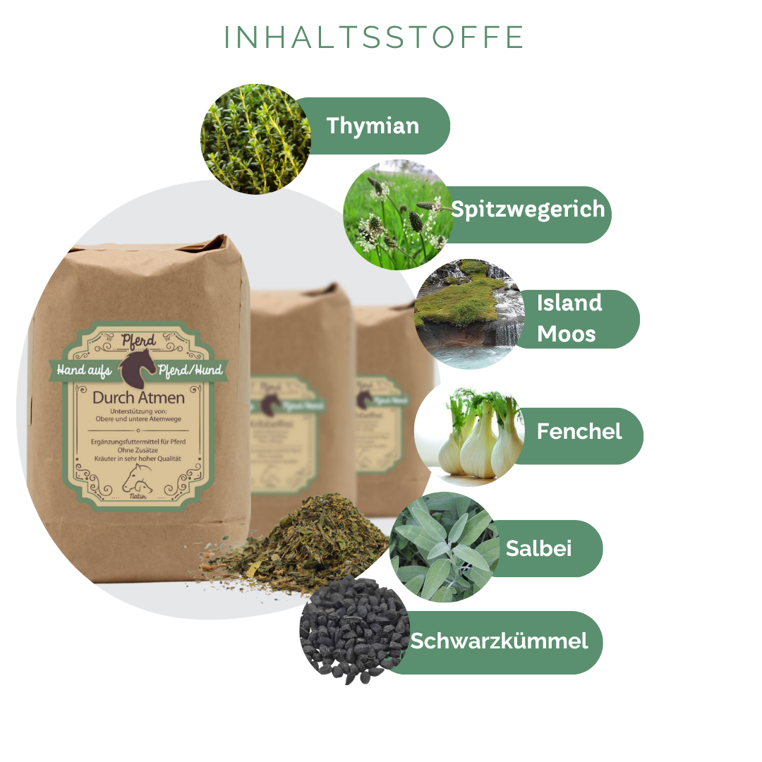 Husten beim Pferd behandeln und vorbeugen