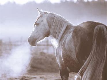 Atemwege Pferd stärken