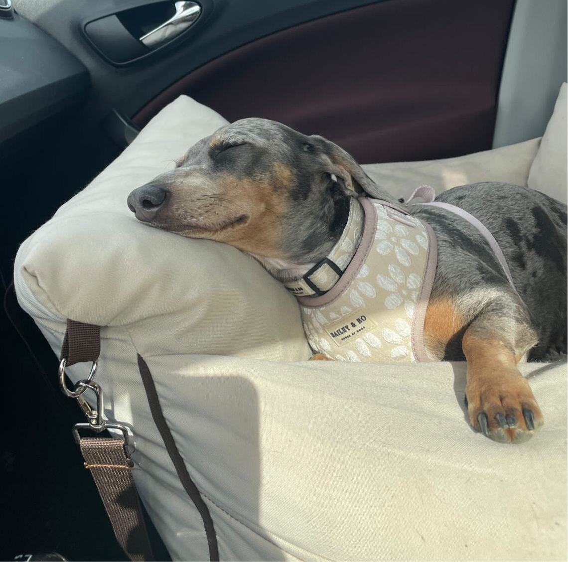 Komfortables Hundegeschirr mit floralem Design – verstellbar an Hals und Brust, leicht und atmungsaktiv
