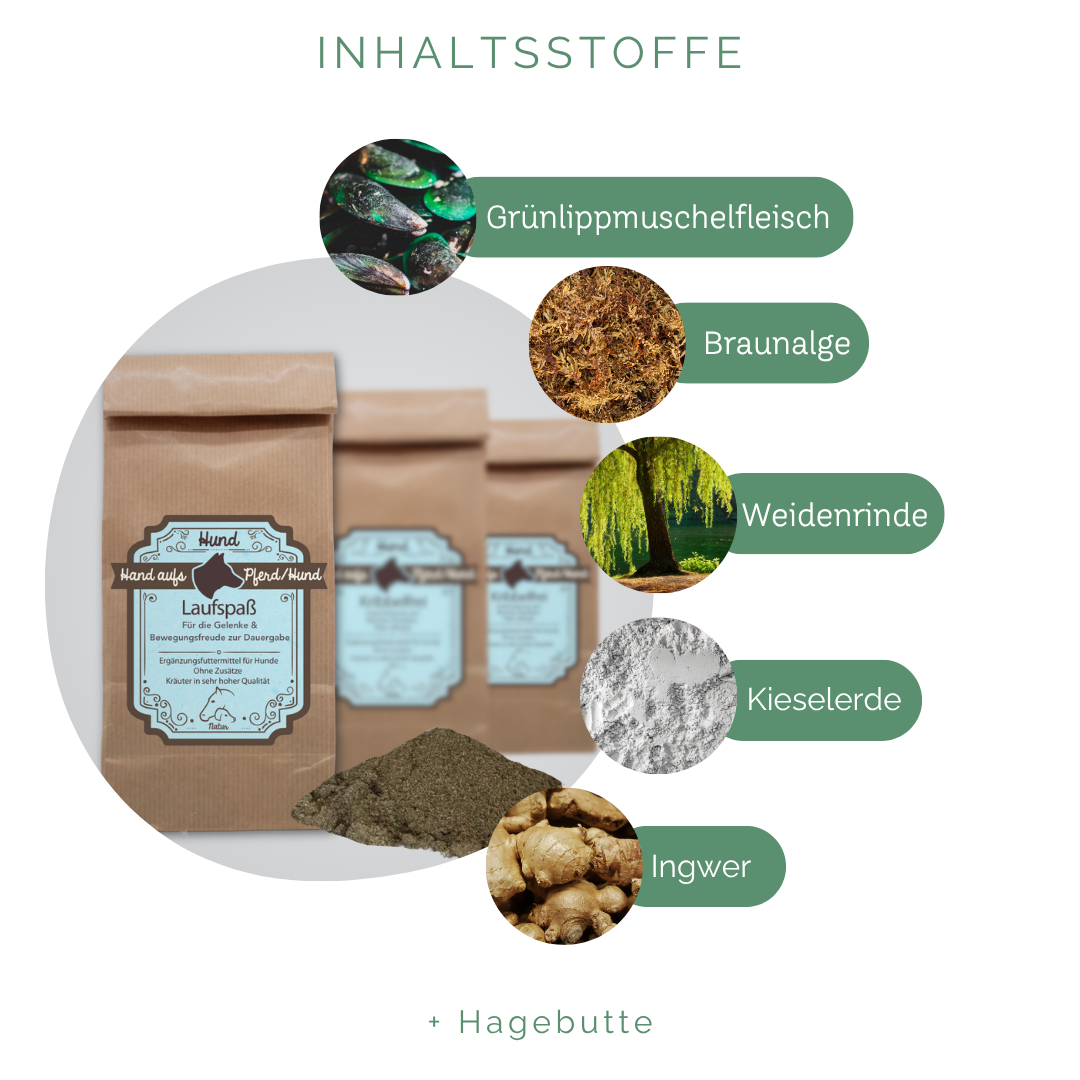 Spondylose Hunde Symptome und vorbeugung