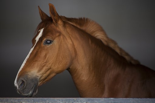 Druse beim Pferd erkennen verstehen vorbeugen