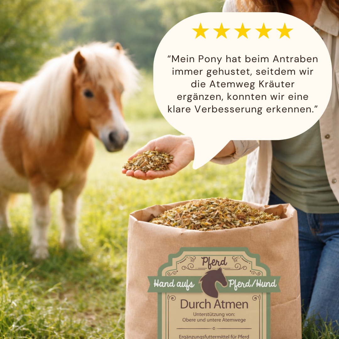 Pony frisst Atemwegskräuter Pferde bei husten