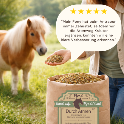 Pony frisst Atemwegskräuter Pferde bei husten