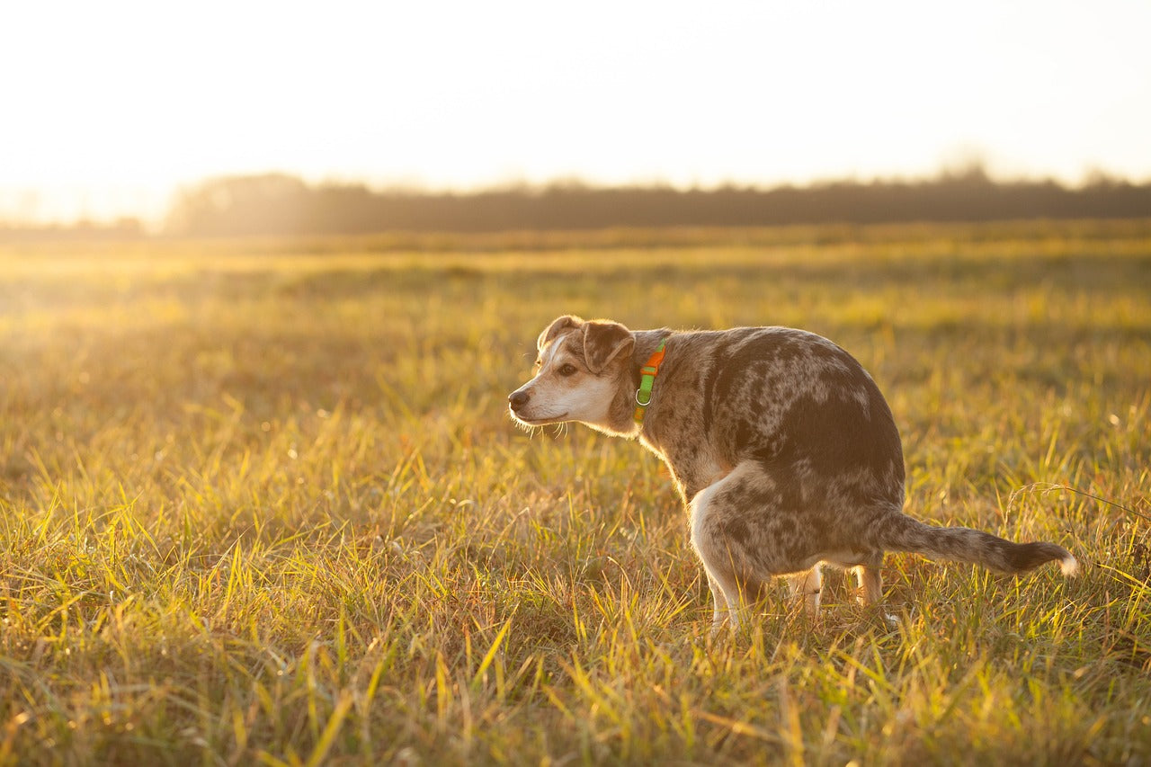 Schleim auf Hunde kot