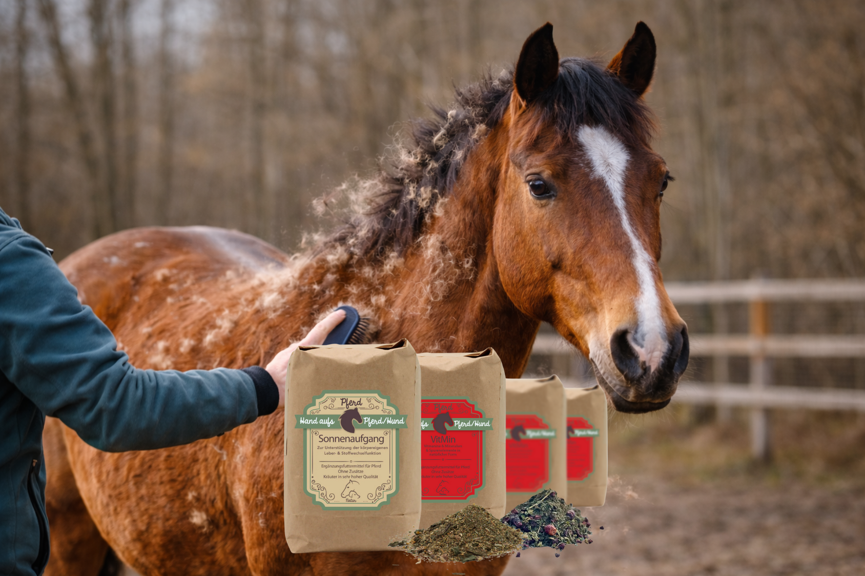 Pferd steht im Paddock und wechselt das Fell und wird gebürstet