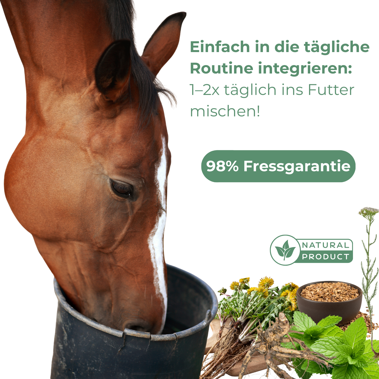 Pferde Abwehr Kraeuter nach Krankheit, Medikamenten zur Regeneration