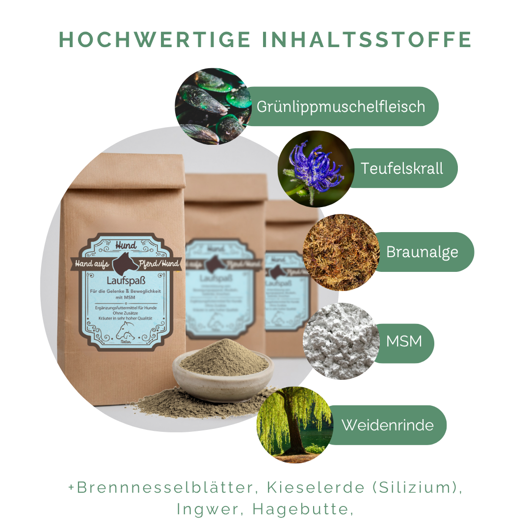 spondylose hund