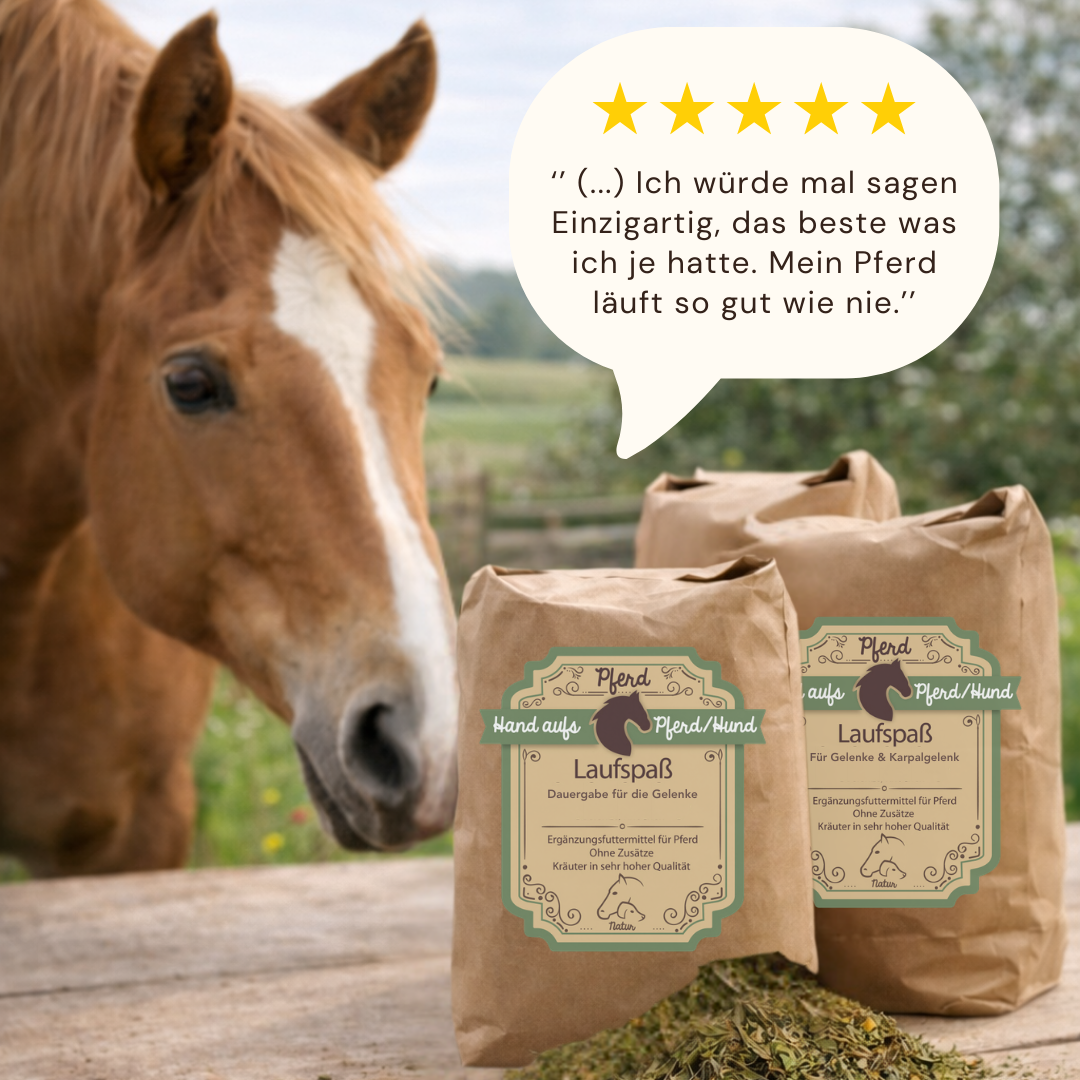 arthrose kräuter pferd dauergabe