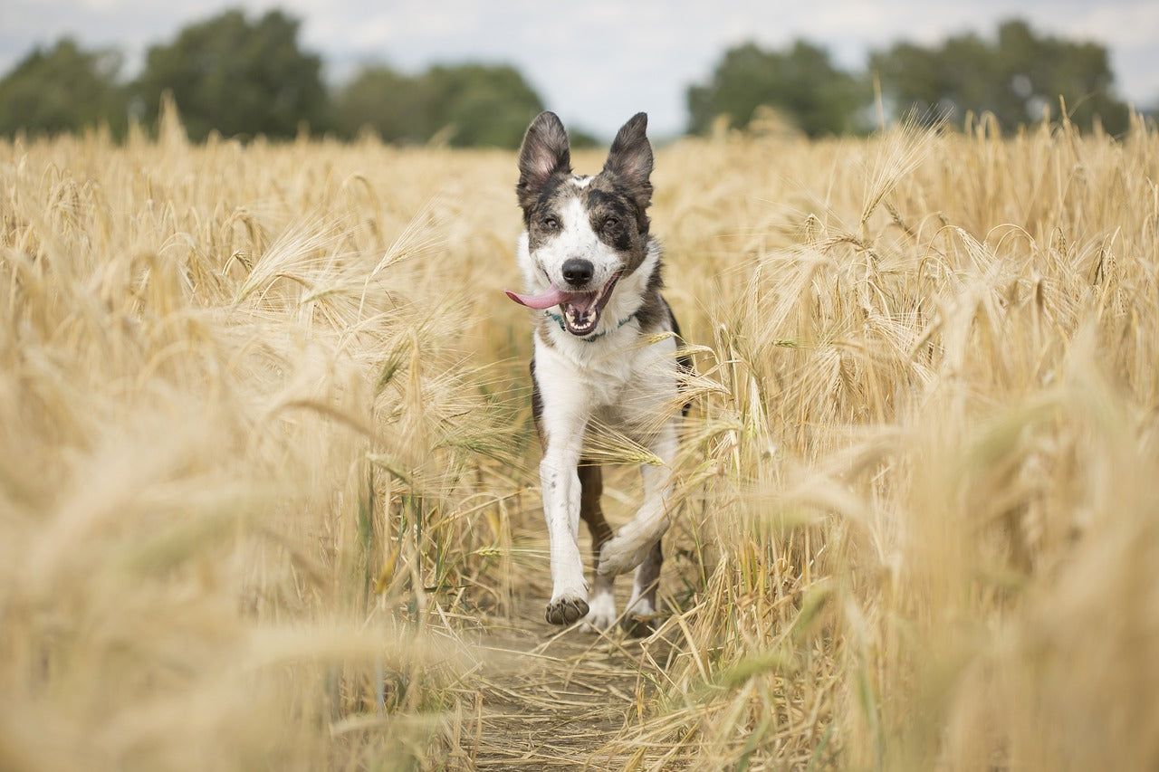 Hunde Kräuter Wissen überblick