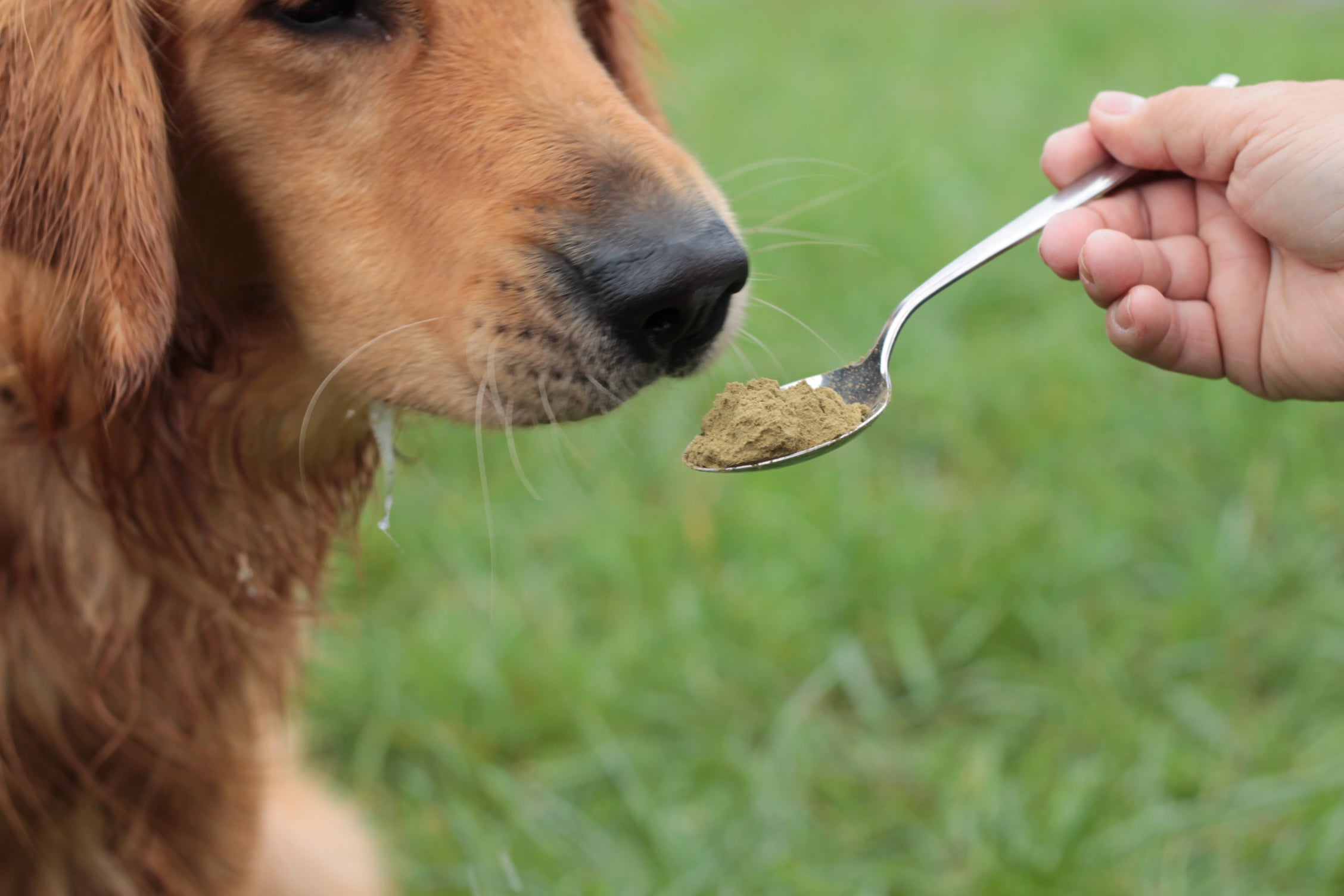 Futter für die Hunde Gelenke