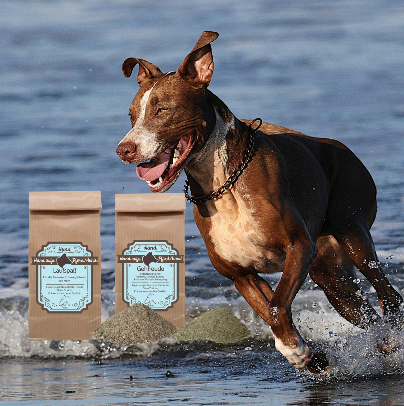 Hund rennt im Wasser zu Gelenkkräuter hin 