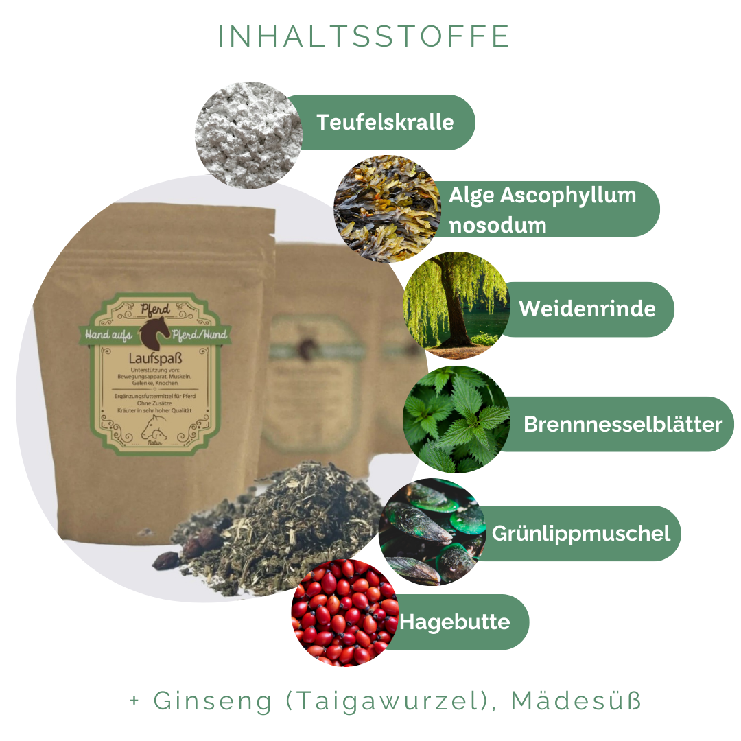 Gelenke aufbauen der Pferde bei Arthrose & Spat 