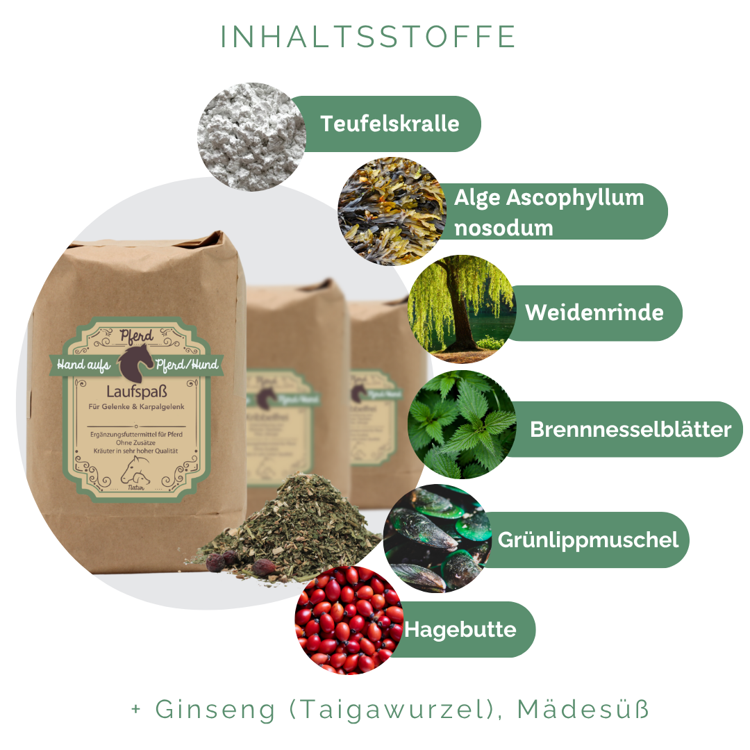 Gelenke aufbauen der Pferde bei Arthrose & Spat 