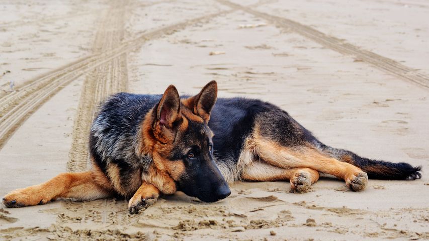 HD Hund natürlich behandeln