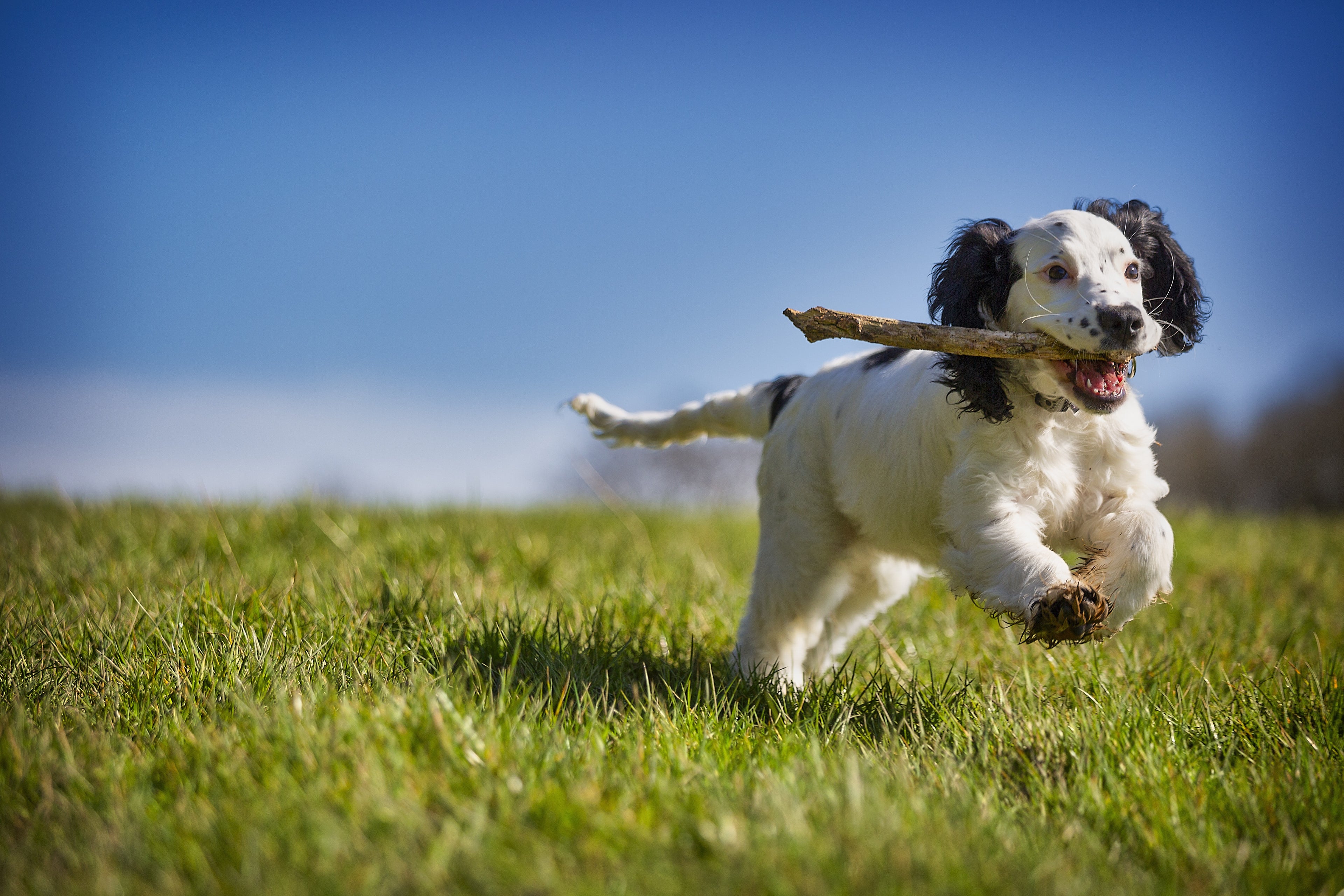 Zusatzfutter für Hunde