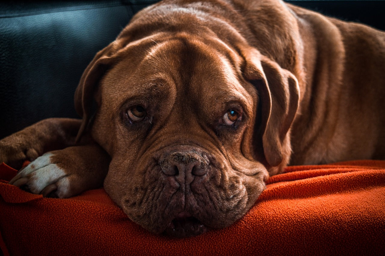 Harnwegsentzündung beim Hund behandeln und vorbeugen