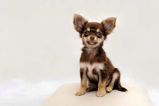 Haut Ekzem Hund