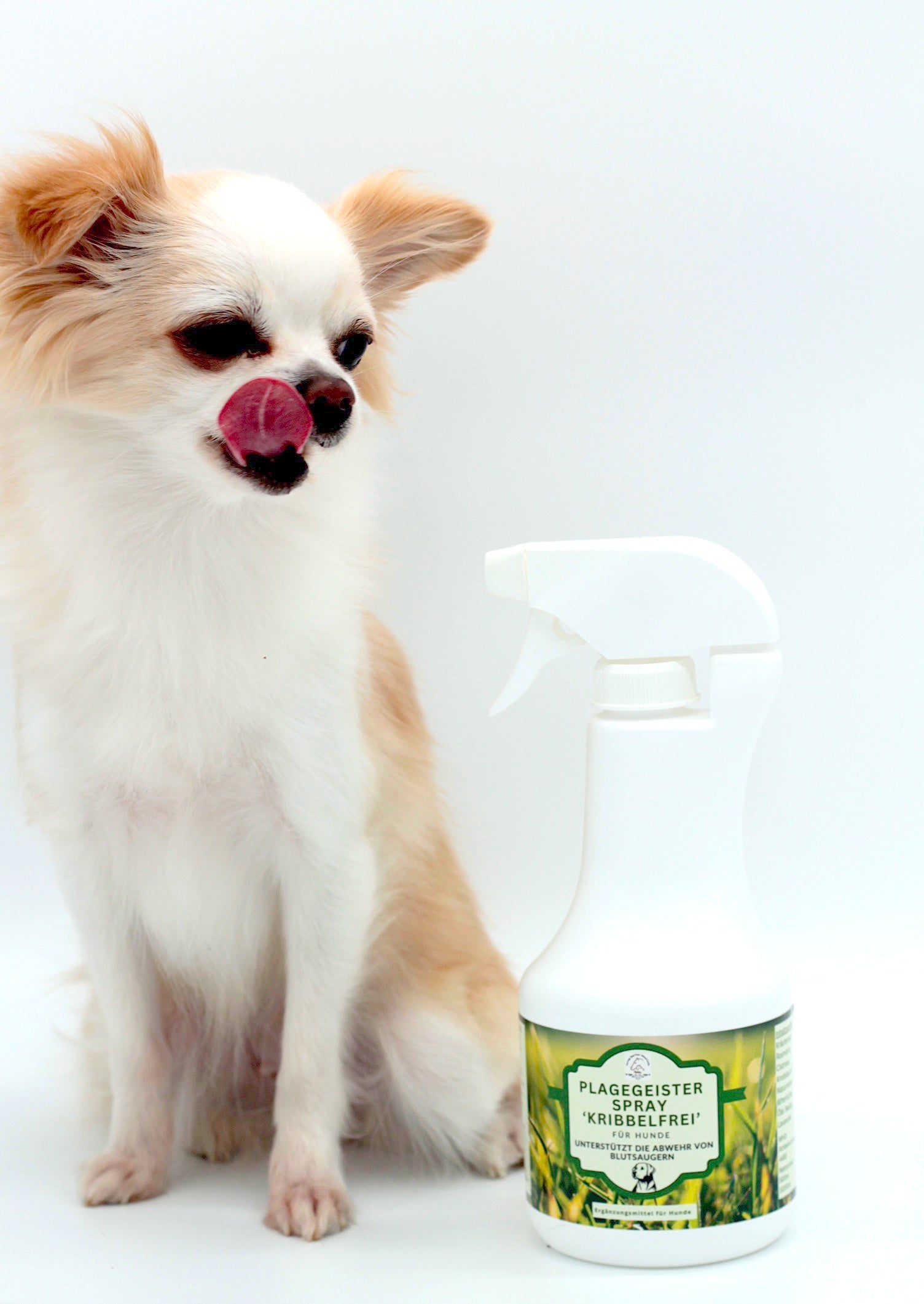 Hund mit Zeckenschutz Spray