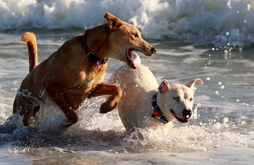 Immunsystem Hund stärken