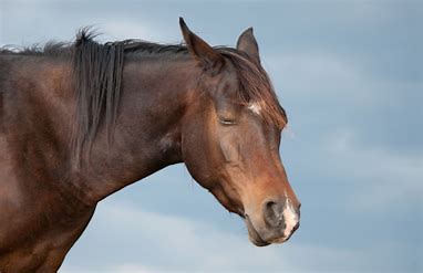 Influnza Pferd Ursachen Symptome behandlung Impfung