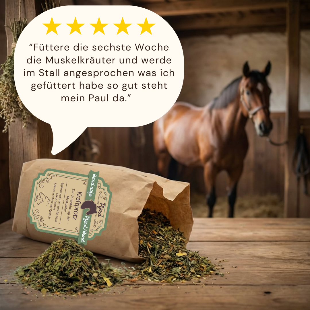Muskel unterstützen beim pferd