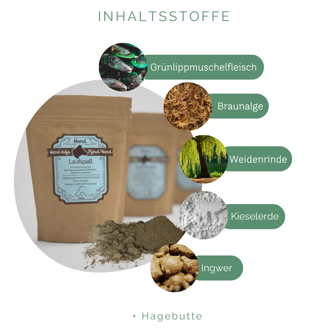 Spondylose Hunde Symptome und vorbeugung