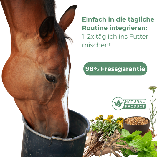 Leber Kräuter für Pferde - fördern die natürlichen Ausscheidungsprozesse & den Stoffwechsel