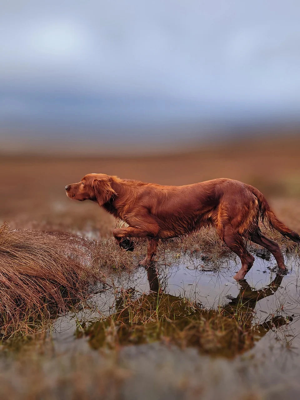 Lipom Fettknoten Hund behandeln