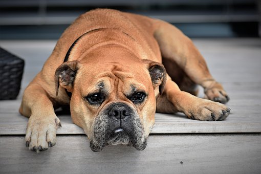 Lipom Hund natürlich behandeln