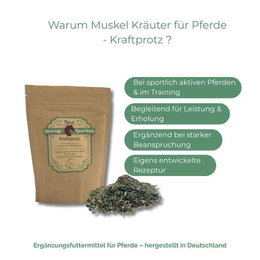 Jungpferde im Training oder Muskelaufbau